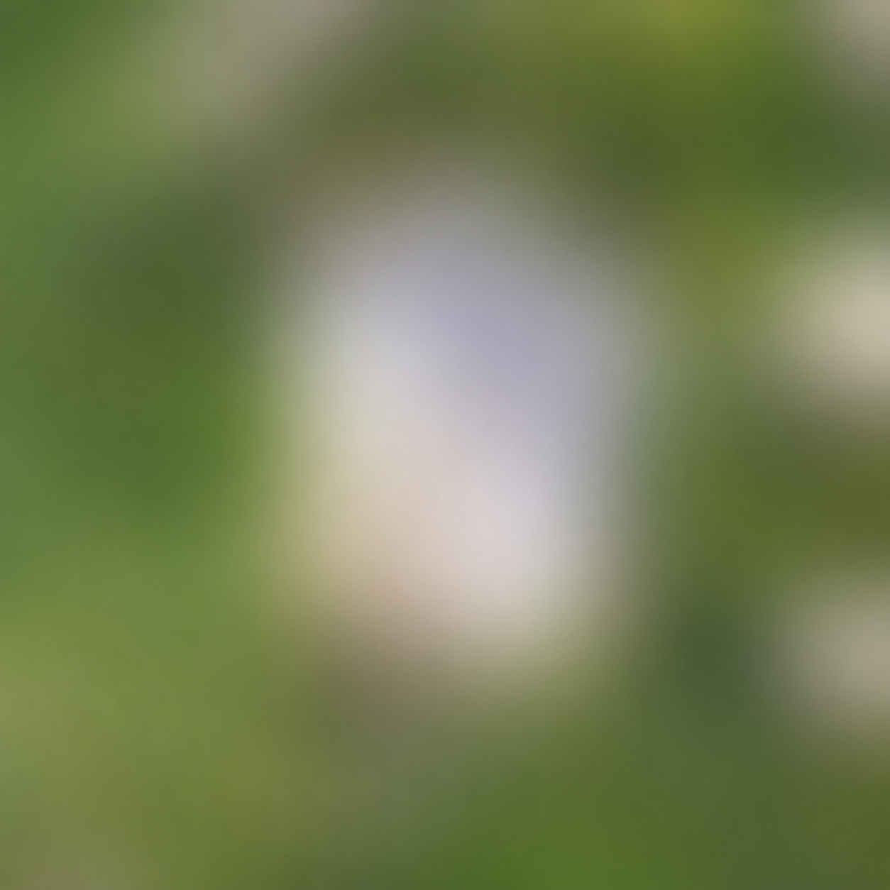 Blurred preview of the Video Guest Book Wall